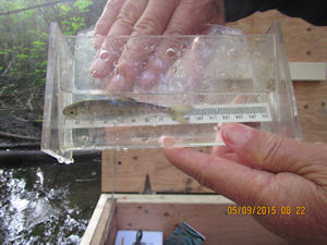 measuring migrating coho smolt