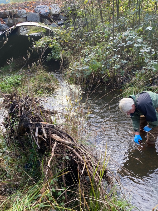 Monitoring for a Coho Killer