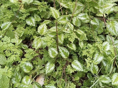 Lamium1