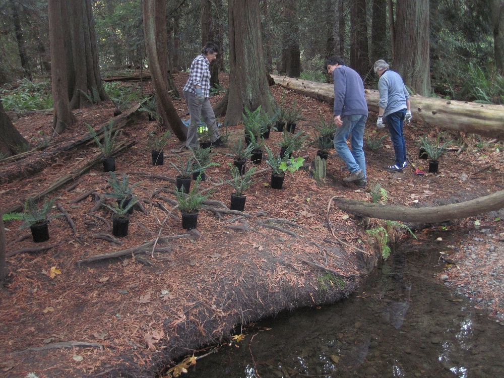 Planting in Shelly Creek Park