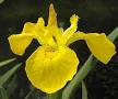 YELLOWIRIS