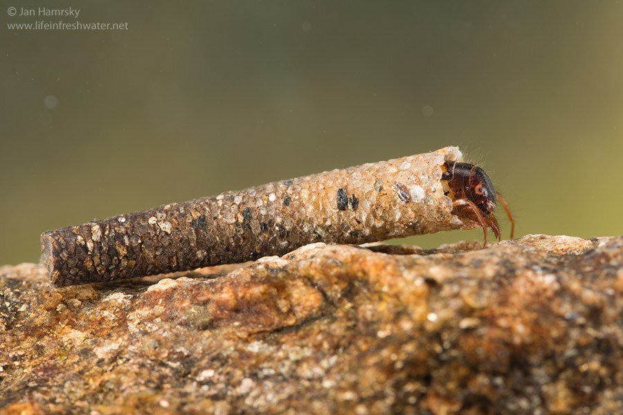 caddisflylarva