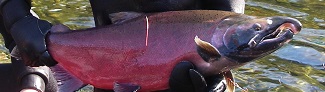 salmon1