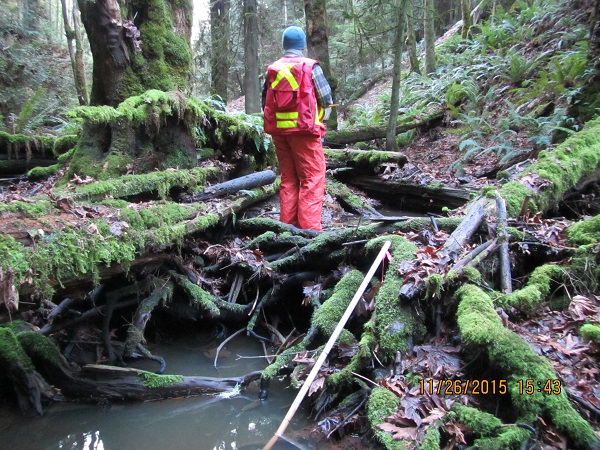 Flow Obstruction in Shelly Creek