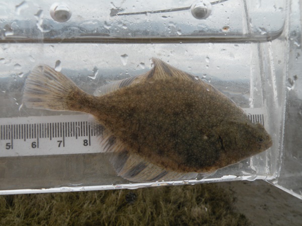 staryflounder