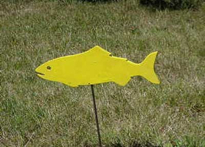 yellowfish