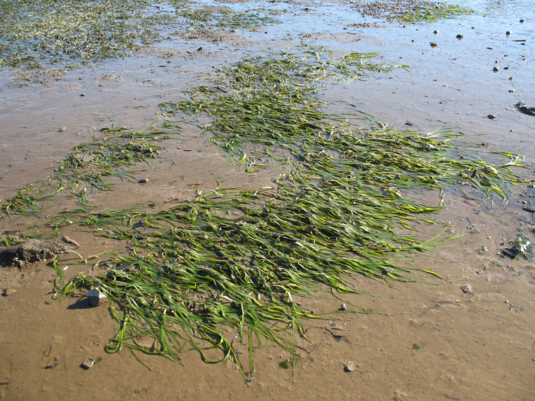 zosteramarina