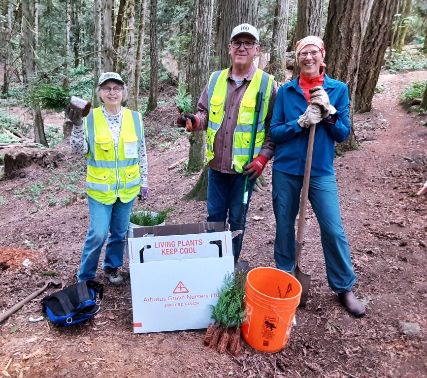 westernredcedarplanting2